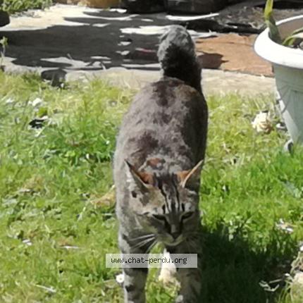 Foto 1/1 Pepsi Chat perdido en Libourne