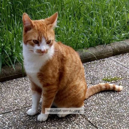 Foto 1/1 Wally Chat perdido en Deuil la barre