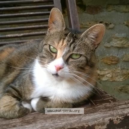 Foto 1/1 DAISY Chat perdido en Gretz armainvilliers