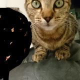 Foto del gato perdido en Ornans