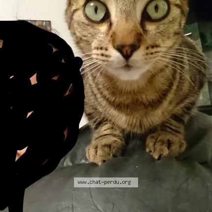 Foto 1/1 Cacahuète Chat perdido en Ornans