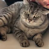 Foto del gato perdido en Floing