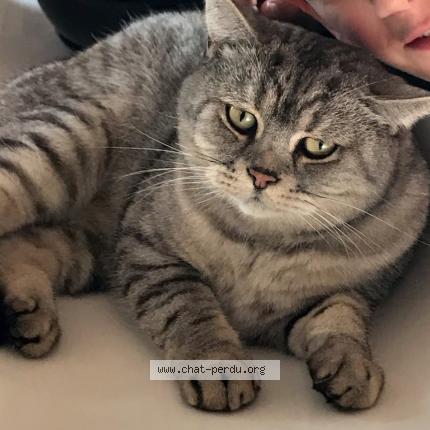 Foto 1/1 Jaz Chat perdido en Floing