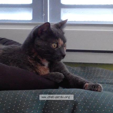 Foto 1/1 Popeye Chat perdido en Corbas