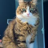 Foto del gato perdido en Seynod