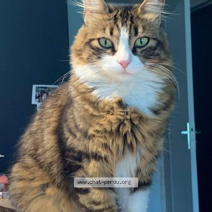 Foto 1/1 Nelson Chat perdido en Seynod