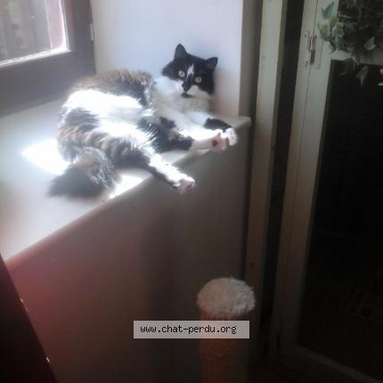 Foto 1/1 CHACRA Chat perdido en Bard