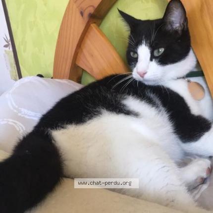 Foto 1/1 NEMO Chat perdido en Pessac