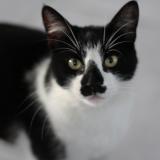 Foto del gato perdido en Eysines