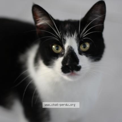 Foto 1/1 Yukio Chat perdido en Eysines