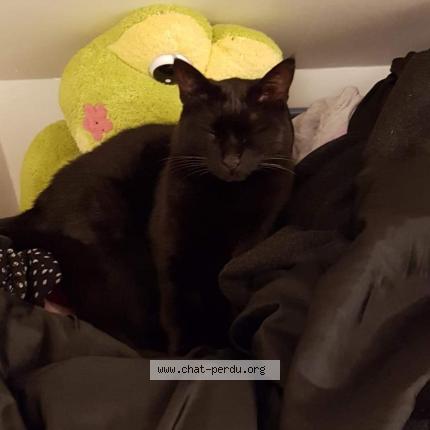 Foto 1/1 CRYPTO Chat perdido en Dampierre en yvelines