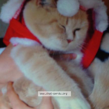 Foto 1/1 Mitsou Chat perdido en La bruffiere