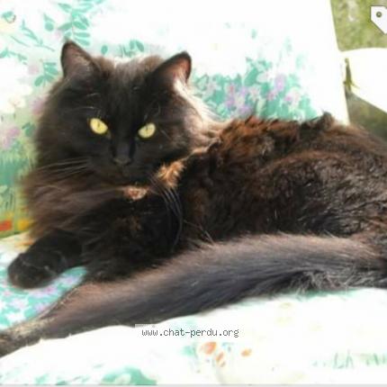 Foto 1/1 Onyx Chat perdido en Bethune