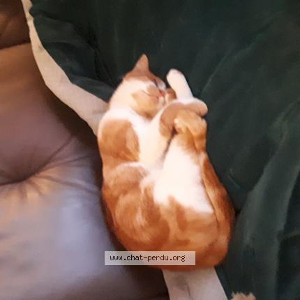 Foto 1/1 Poppy Chat perdido en Cherbourg