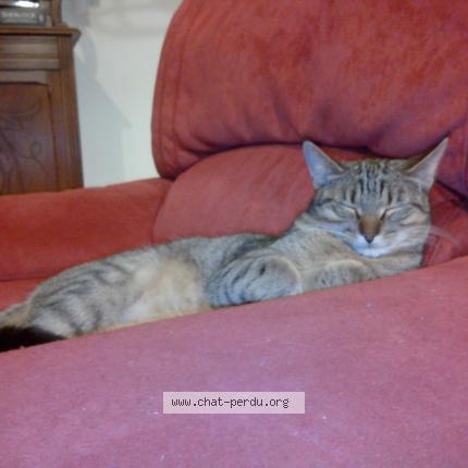 Foto 1/1 LILY Chat perdido en Saint germain le gaillard