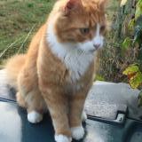 Foto del gato perdido en Annecy Le Vieux