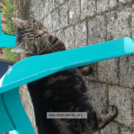 Foto 1/1 Gato encontrado Encontrado en Fleury les aubrais