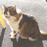 Foto del gato perdido en Les Fontenelles