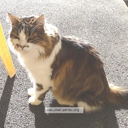 Foto 1/1 fripouille Chat perdido en Les fontenelles