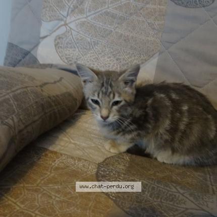 Foto 1/1 Grisouille Chat perdido en Grisolles