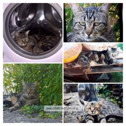 Foto 1/1 Tarzan Chat perdido en Cheval blanc