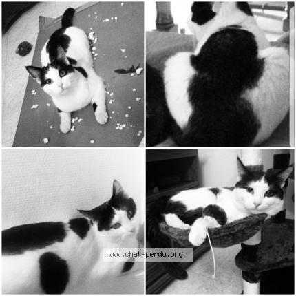 Foto 1/1 Panda Chat perdido en Villejuif