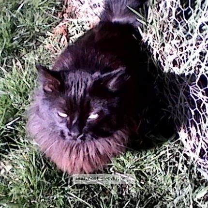 Foto 1/1 Choupinou Chat perdido en Comines