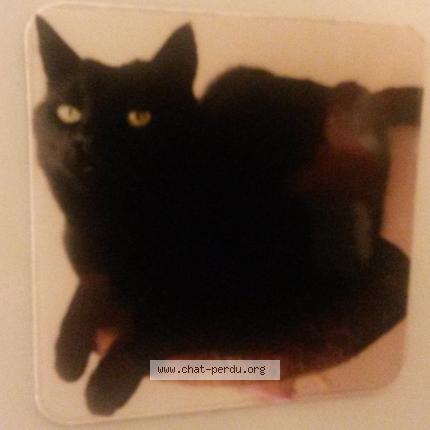 Foto 1/1 Inzo Chat perdido en Monnieres