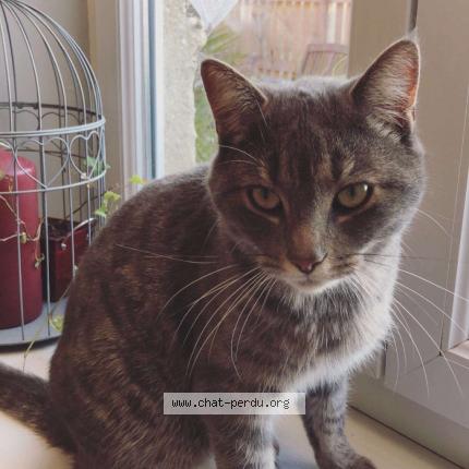 Foto 1/1 Hoppy Chat perdido en Bievres