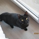 Foto del gato perdido en La Balme De Sillingy