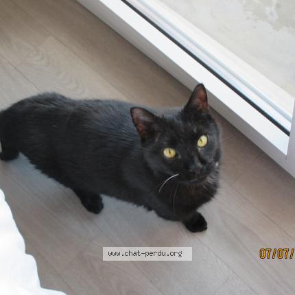 Foto 1/1 Vagabond Chat perdido en La balme de sillingy