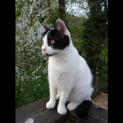 Foto 1/1 Cajou Chat perdido en Jungholtz