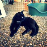 Foto del gato perdido en Corsier Sur Vevey