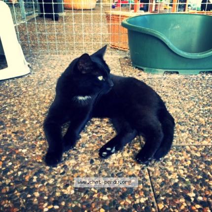 Foto 1/1 Jack Chat perdido en Corsier sur vevey