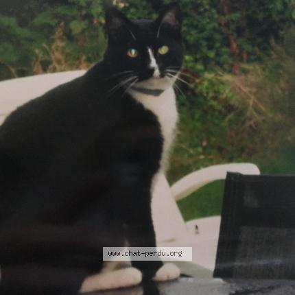 Foto 1/1 Louis Chat perdido en Bondues