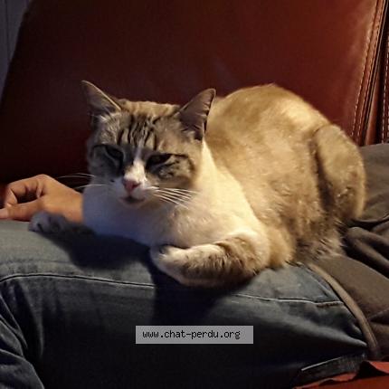 Foto 1/1 Hume Chat perdido en Bruges