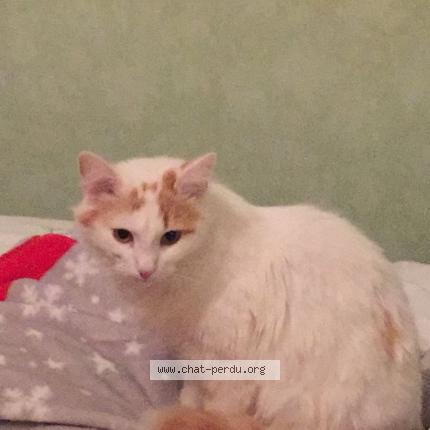 Foto 1/1 Moon Chat perdido en Mornant