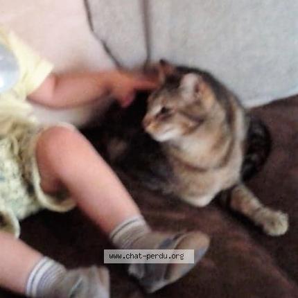 Foto 1/1 Kitty Chat perdido en Paillet