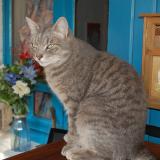 Foto del gato perdido en St Medard En Jalles