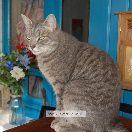 Foto 1/1 Iloun Chat perdido en St medard en jalles