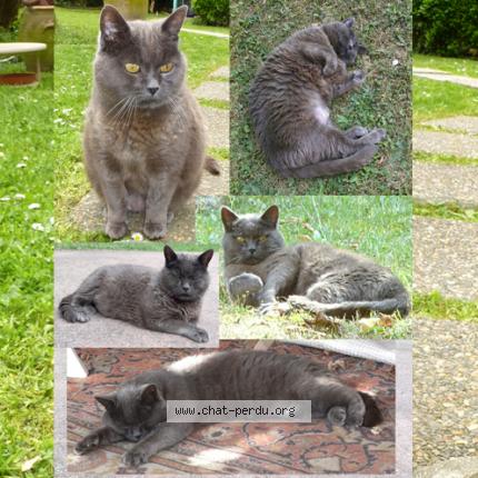 Foto 1/1 LINUS Chat perdido en Claye souilly