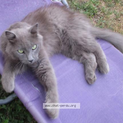 Foto 1/1 Marvin Chat perdido en Archigny