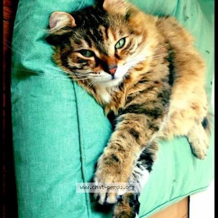 Foto 1/1 Bahkti Chat perdido en Beaurains