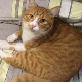 Foto del gato perdido en Toulouse Pont Des Demoiselles