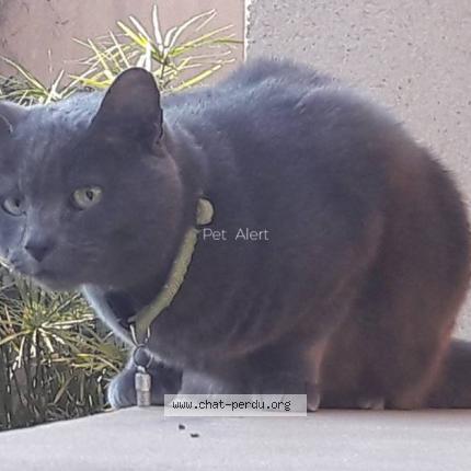 Foto 1/1 MOKO Chat perdido en Port de bouc