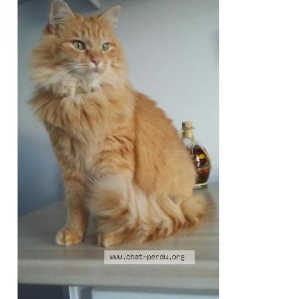 Foto 1/1 MARIN Chat perdido en Sailly