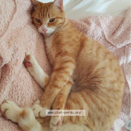 Foto 1/4 TIGROU Chat perdido en Cers