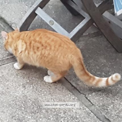 Foto 2/4 TIGROU Chat perdido en Cers