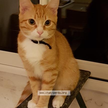 Foto 3/4 TIGROU Chat perdido en Cers