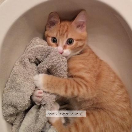 Foto 4/4 TIGROU Chat perdido en Cers